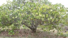 Cây điều có phải thuộc họ đậu không?