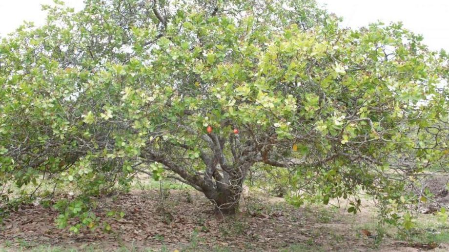 Cây điều có phải thuộc họ đậu không?