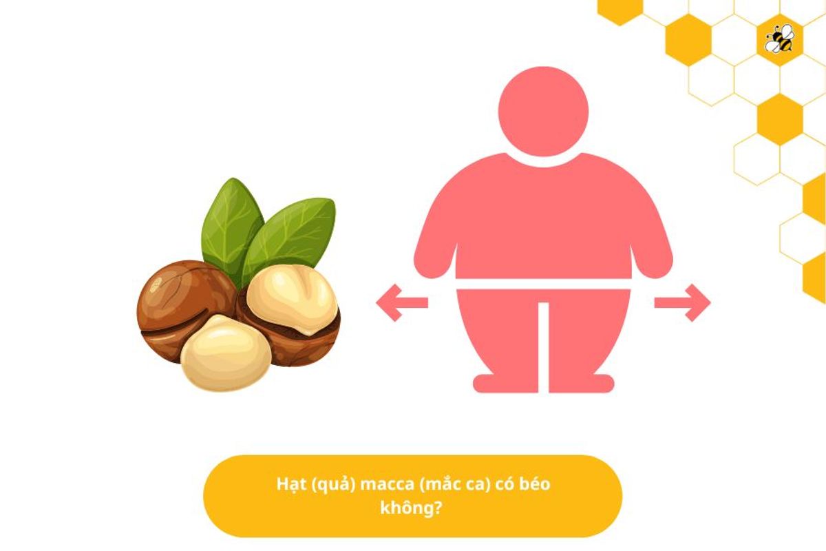 Hạt (quả) macca (mắc ca) có béo không?