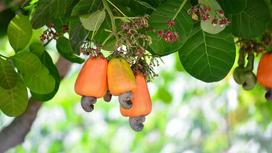 Nguồn gốc xuất xứ của cây điều