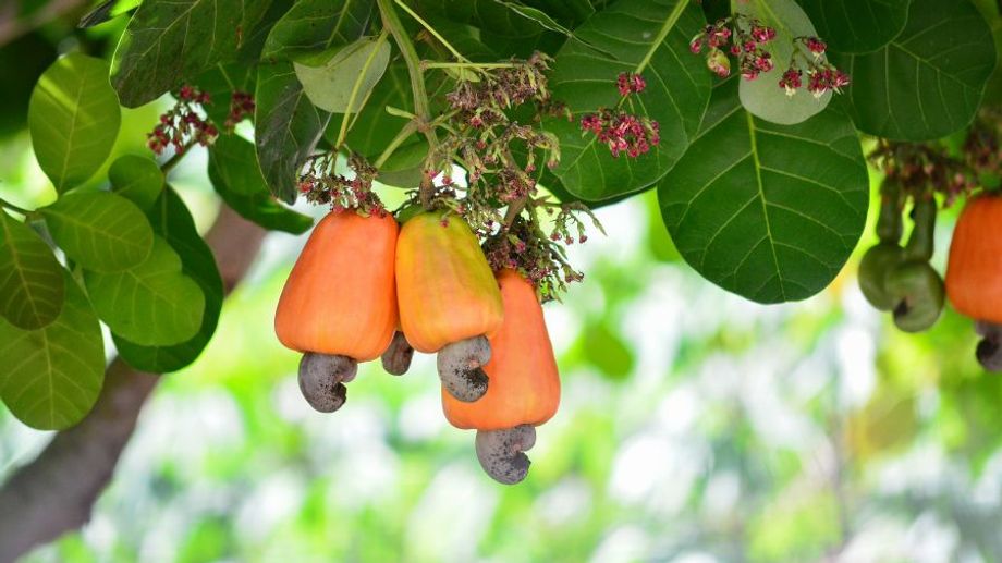 Nguồn gốc xuất xứ của cây điều