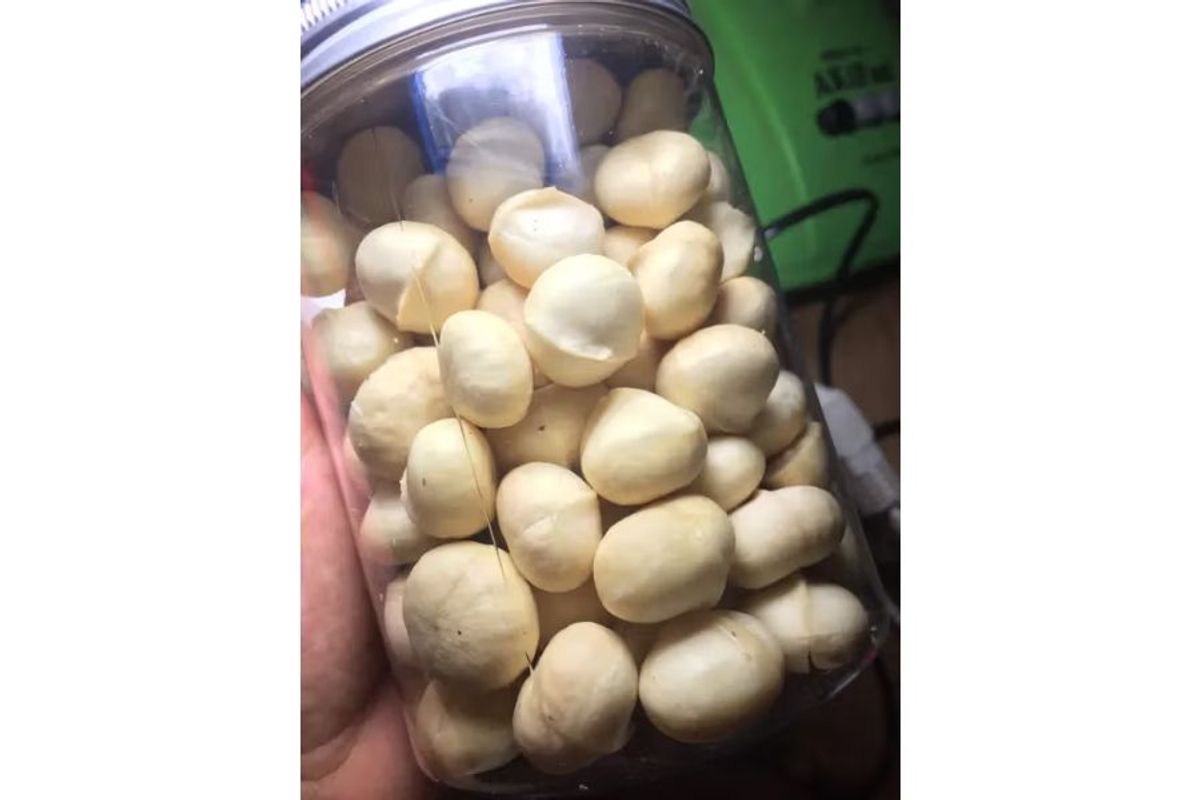 Giá nhân hạt macca Việt Nam có cạnh tranh không?