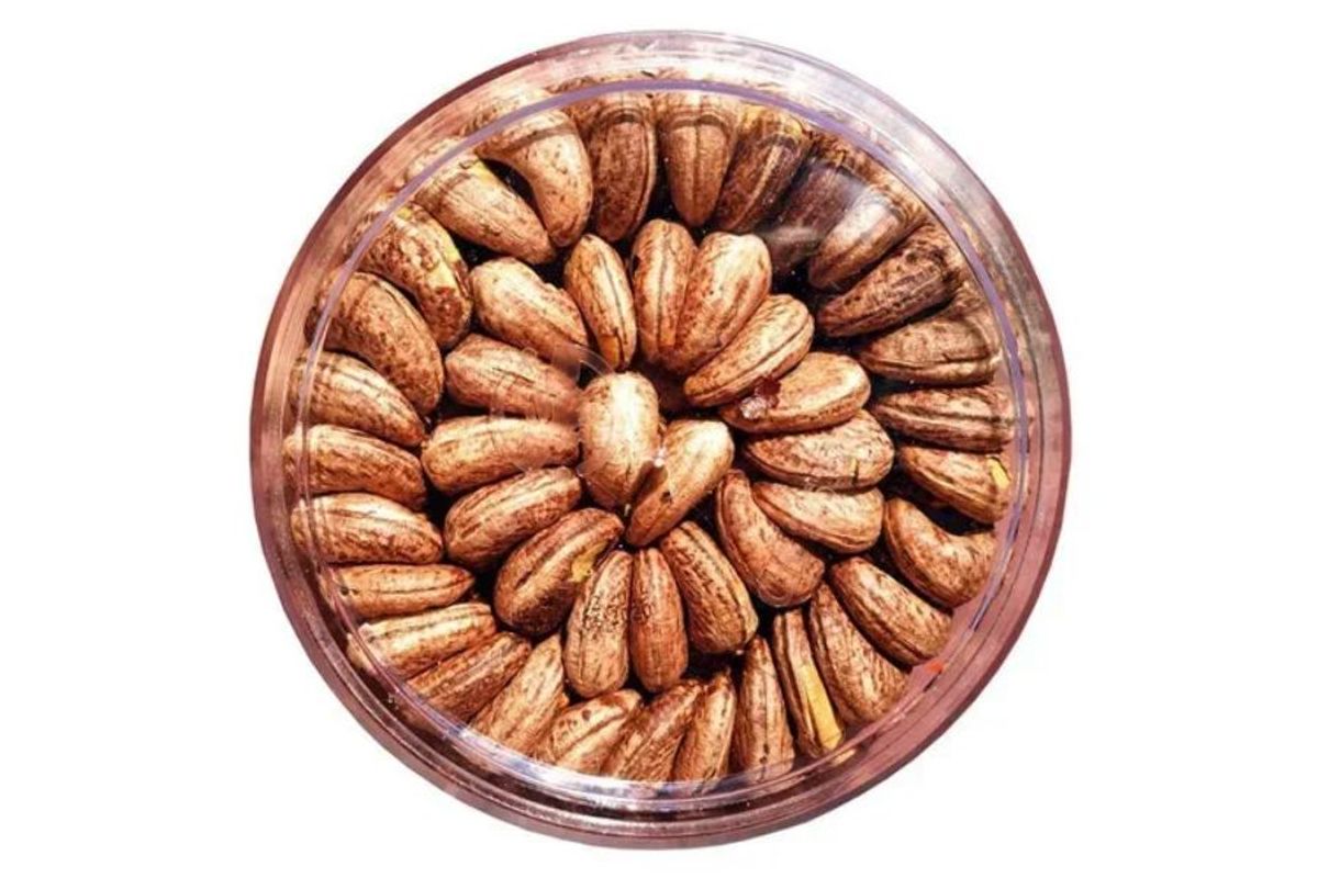 Ý nghĩa của hạt điều xếp hoa trong quà tặng