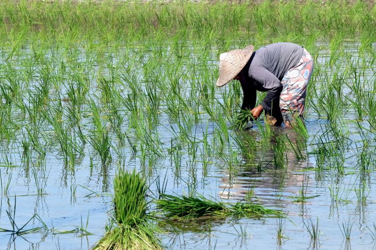 So sánh gạo Hàn Quốc với gạo Việt Nam