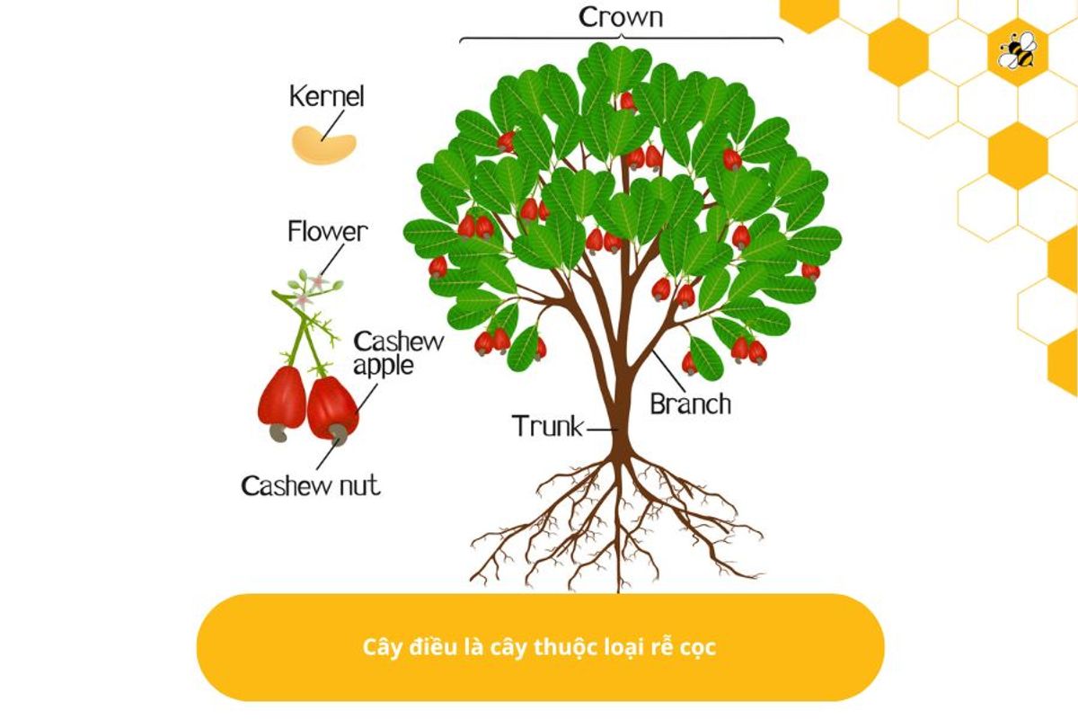 Cây điều là cây thuộc loại rễ cọc