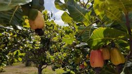 Cây điều là gì? Miêu tả đặc điểm thực vật cây điều: thân, rễ, lá, hoa, quả, hạt