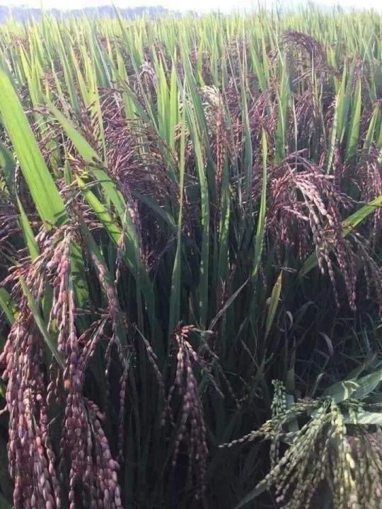 gạo lứt dẻo đen Điện Biên bịch 5kg bao ăn từng hạt date mới