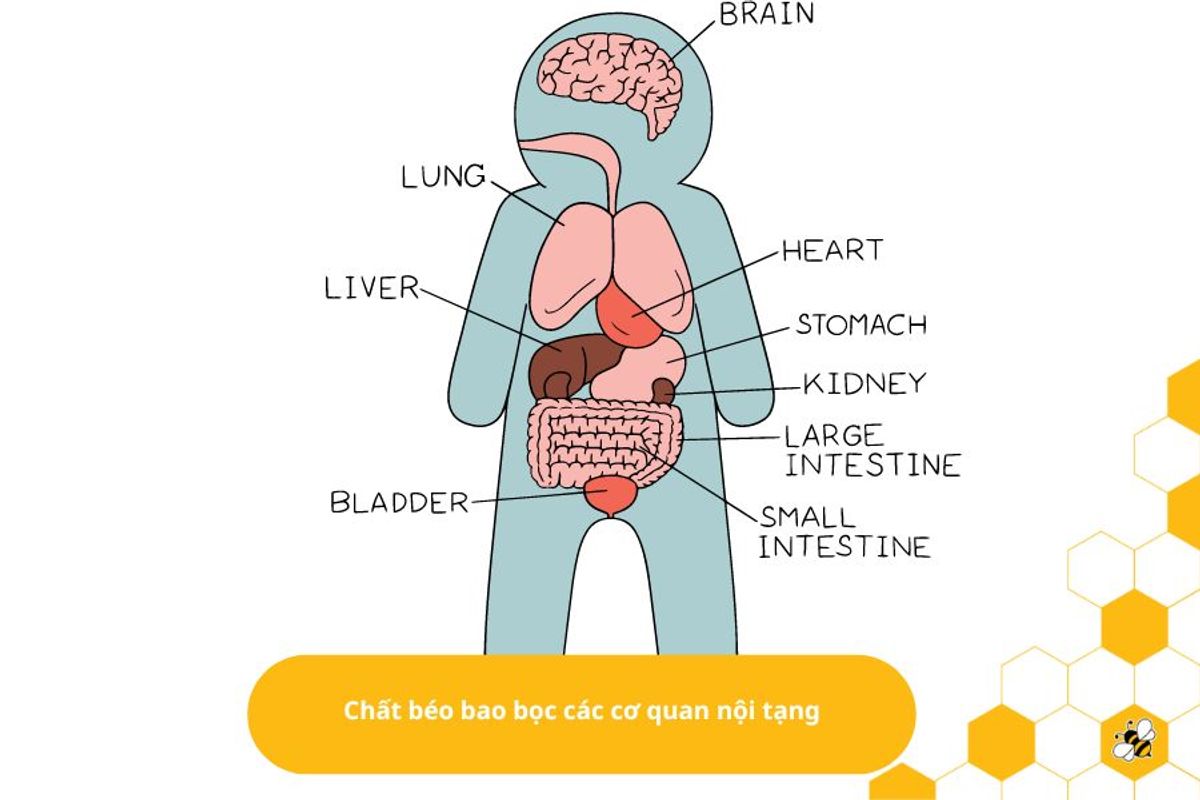 Chất béo bao bọc các cơ quan nội tạng