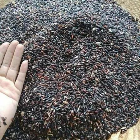 [SỈ] 5KG gạo nếp than _ gạo nếp cẩm (nếp tím, nếp đen)_ Dẻo Thơm Ngon _ tốt cho sức khỏe _ Làm sữa chua NONGSANGIASI