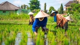 Gạo Đài Thơm: Sự Lựa Chọn Tuyệt Vời Cho Mỗi Bữa Cơm Ngon
