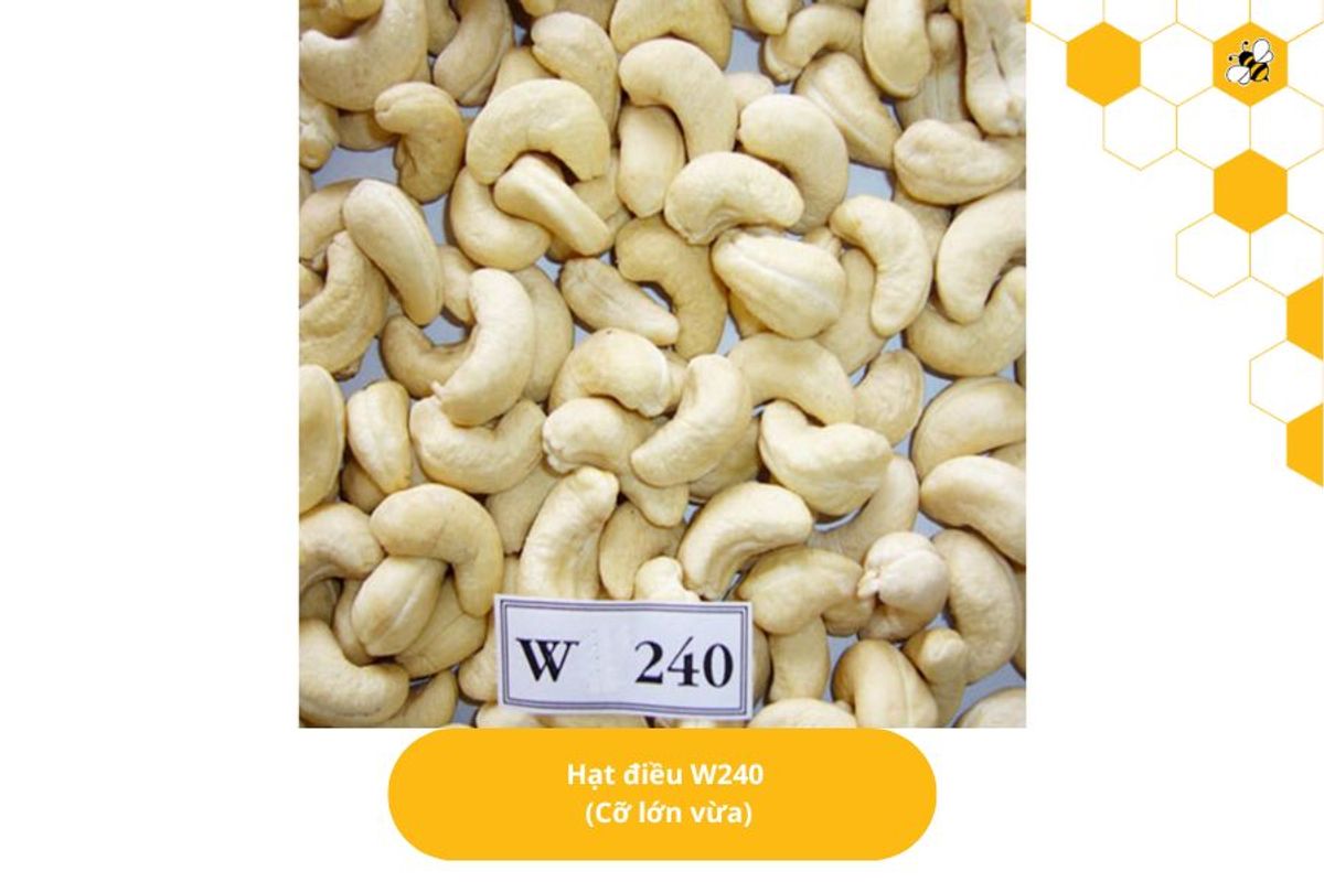 Hạt điều W240 (Cỡ lớn vừa)
