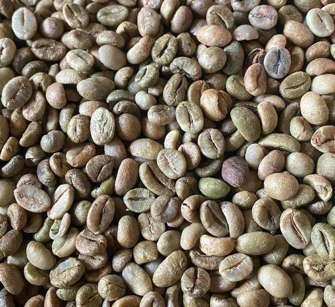 1kg cà phê nhân sống chưa rang Robusta Đắk Lắk