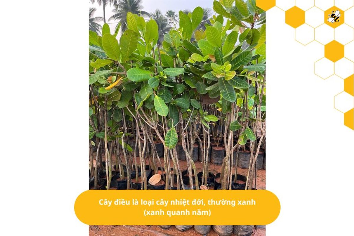 Cây điều là loại cây nhiệt đới, thường xanh (xanh quanh năm)