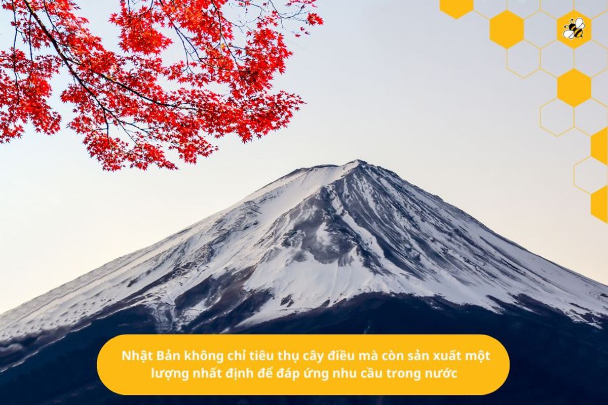 Nhật Bản không chỉ tiêu thụ cây điều mà còn sản xuất một lượng nhất định để đáp ứng nhu cầu trong nước