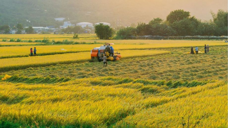Gạo Hàm Châu – Tinh Hoa Lúa Gạo Việt Cho Bữa Cơm Thơm Ngon