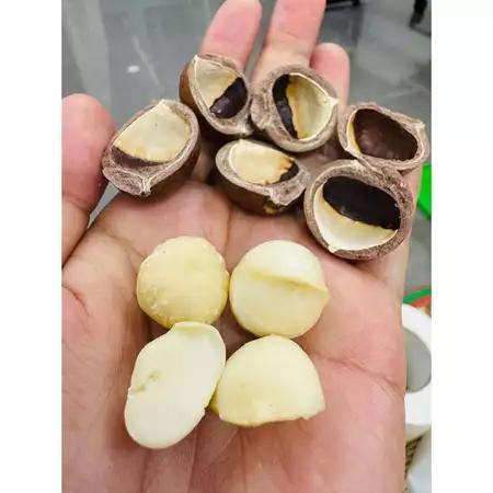 Nhân Macca Daklak Nguyên 500g – Hạt Macca Nguyên Tuyển Chọn, Giòn Béo Tự Nhiên