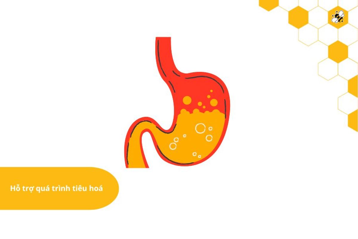 Hỗ trợ quá trình tiêu ho