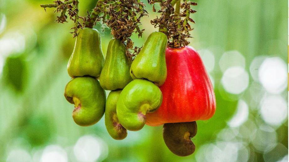 Hạt điều đến từ loại cây nào?