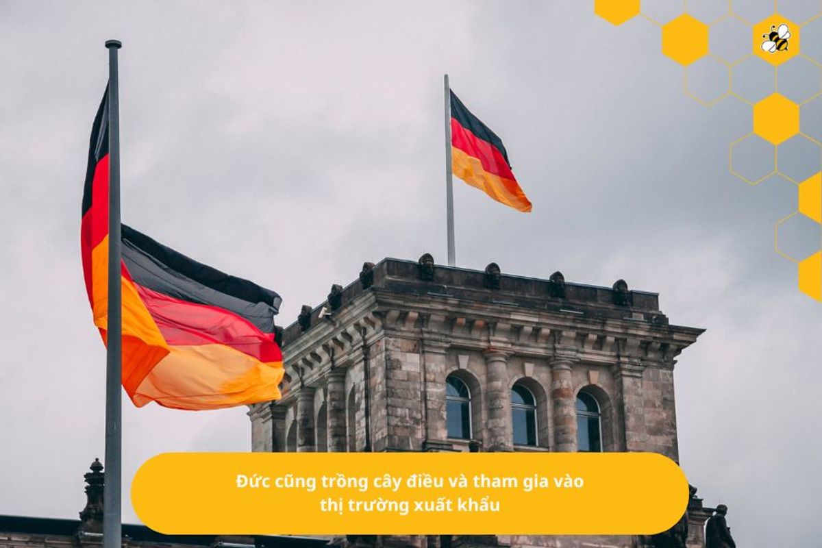 Đức cũng trồng cây điều và tham gia vào thị trư