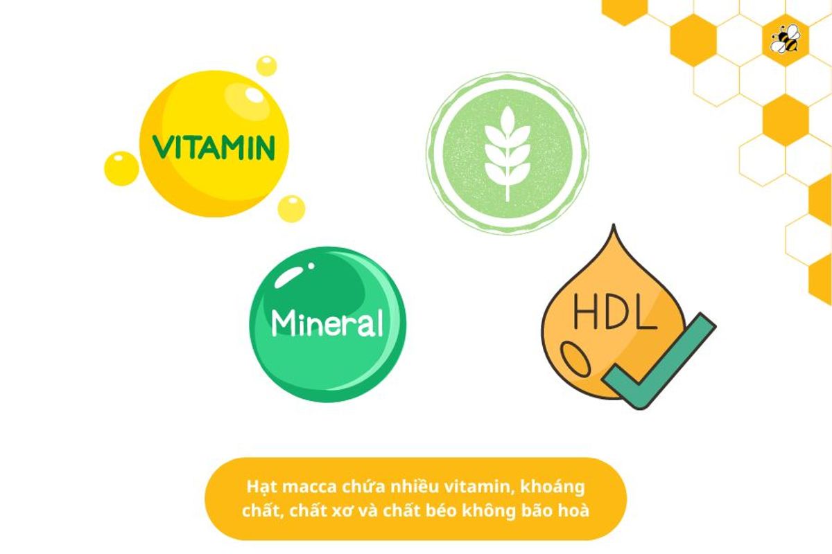 Hạt macca chứa nhiều vitamin, khoáng chất, chất xơ và chất béo không bão hoà