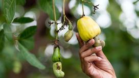 Hạt điều là hạt, quả hay quả hạch