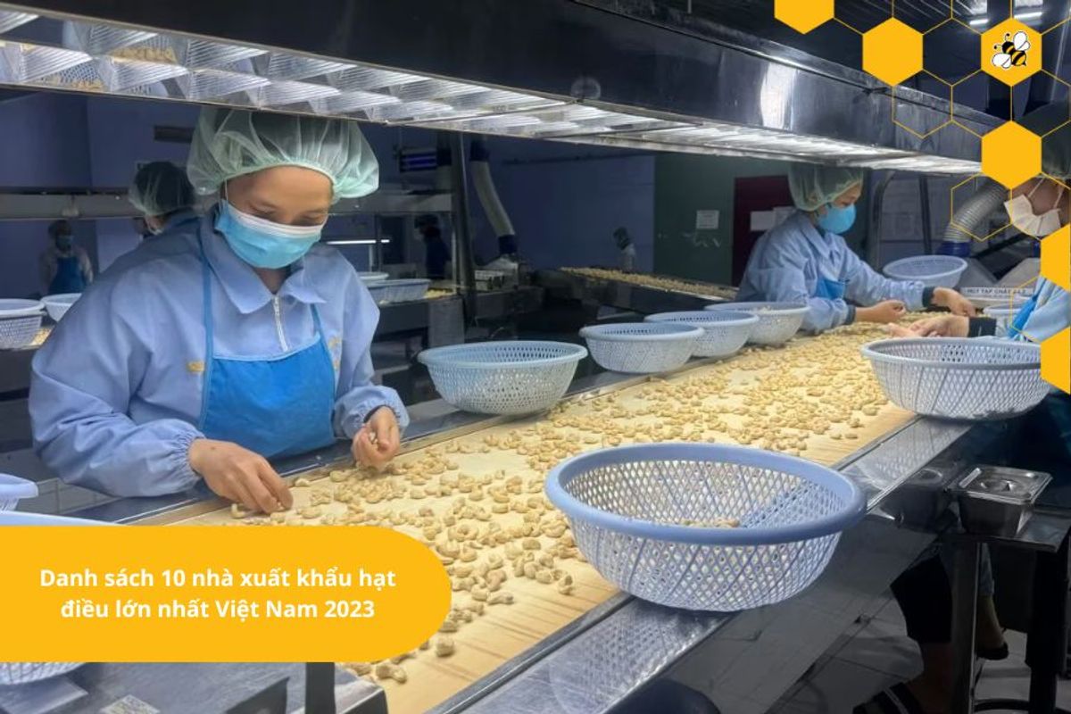 Danh sách 10 nhà xuất khẩu hạt điều lớn nhất Việt Nam 2023