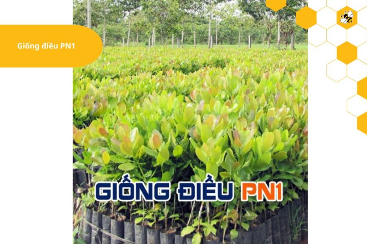 Giống điều PN1