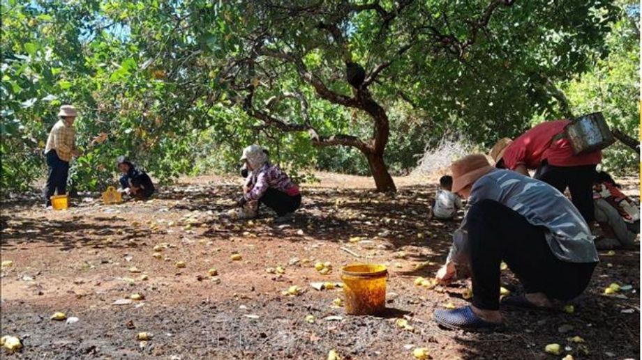 Mùa thu hoạch hạt điều tại Việt Nam & trên thế giới