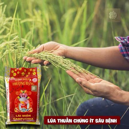 Gạo Lài Miên CPC bao 10KG và 25KG - Giá Tiết Kiệm - Dẻo vừa thơm ngọt - Date mới - A