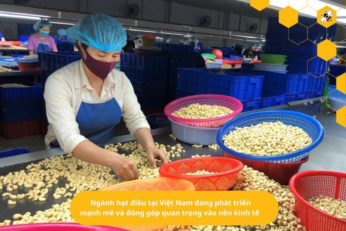Ngành hạt điều tại Việt Nam đang phát triển mạnh mẽ và đóng góp quan trọng vào nền kinh tế