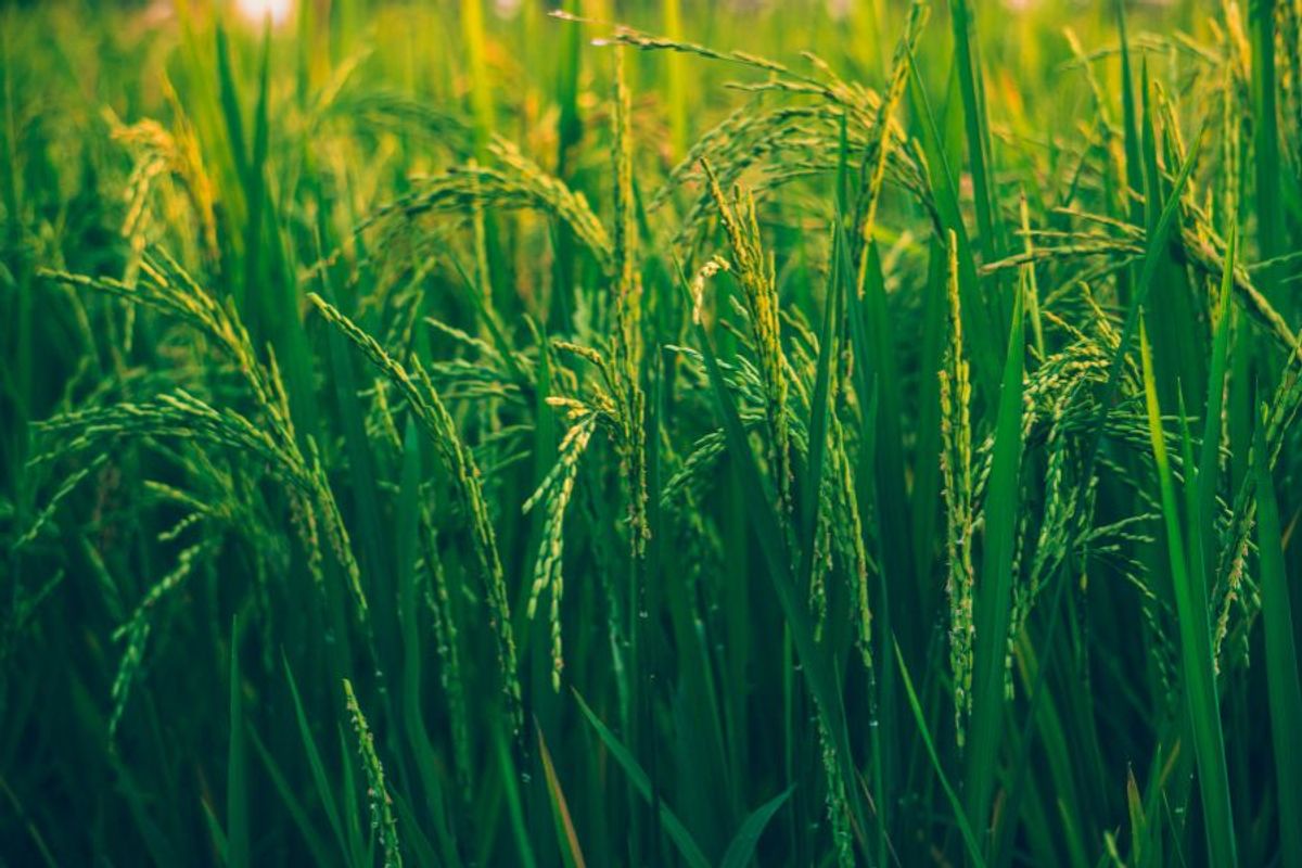 Vì sao gạo Basmati trở thành lựa chọn ưu tiên trên bàn ăn hiện đại?