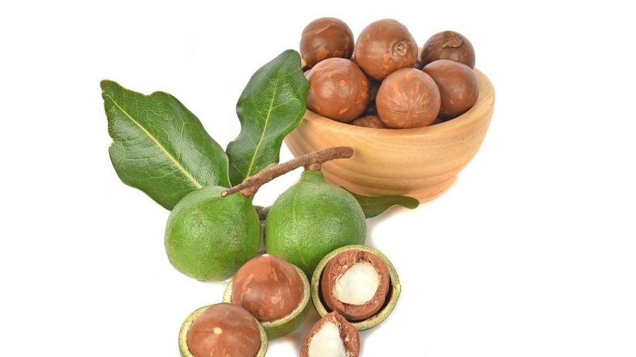 Macca (mắc ca) là gì?