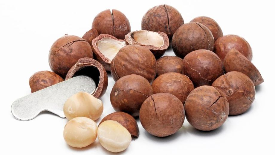 Hạt (quả) macca (mắc ca) Úc là gì? Tổng quan và sản lượng trồng tại Úc