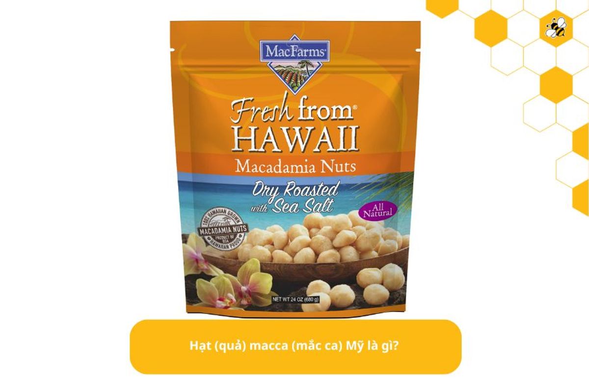 Hạt (quả) macca (mắc ca) Mỹ là gì?