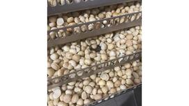 Nhân Macca Sấy – Siêu Thực Phẩm Dinh Dưỡng Cho Cuộc Sống Hiện Đại