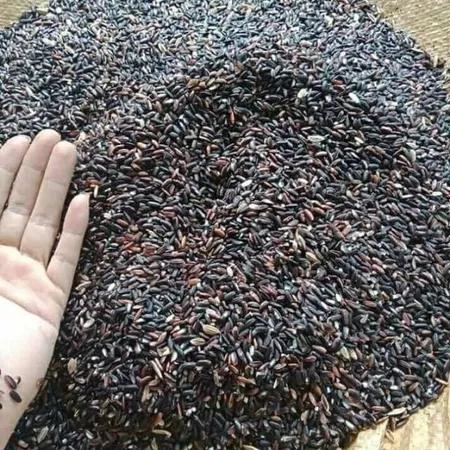 1KG gạo nếp than _ gạo nếp cẩm (nếp tím, nếp đen)_ Dẻo Thơm Ngon _ tốt cho sức khỏe _ Làm sữa chua