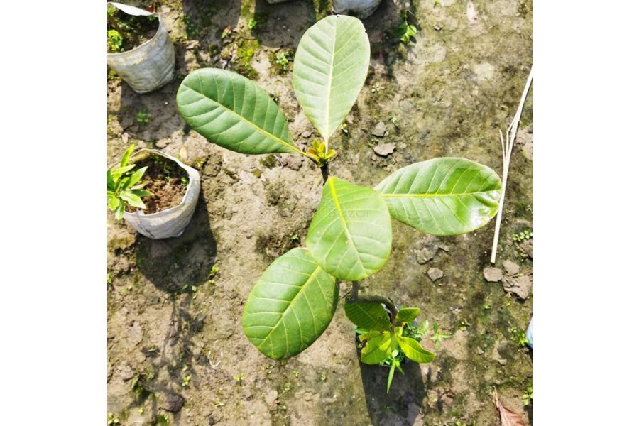 Cây điều nẩy mầm và lớn lên như thế nào