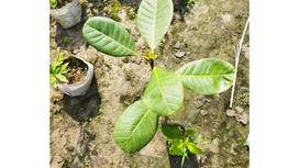 Cây điều nẩy mầm và lớn lên như thế nào