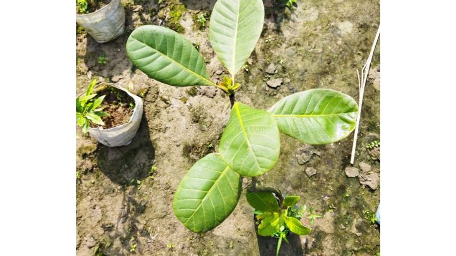 Cây điều nẩy mầm và lớn lên như thế nào