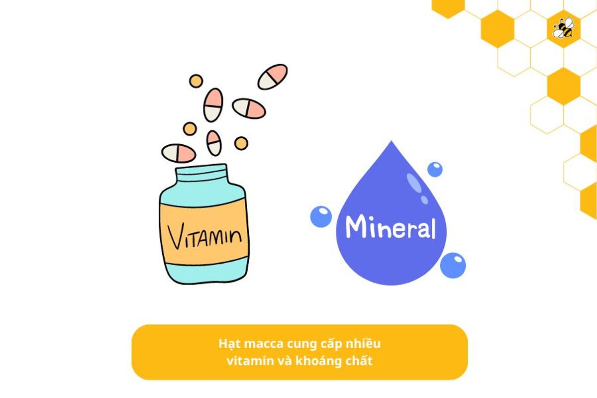 Hạt macca cung cấp nhiều vitamin và khoáng chất