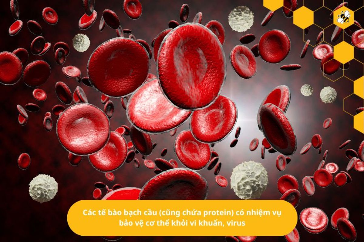 Các tế bào bạch cầu (cũng chứa protein) có nhiệm vụ bảo vệ cơ thể khỏi vi khuẩn, virus