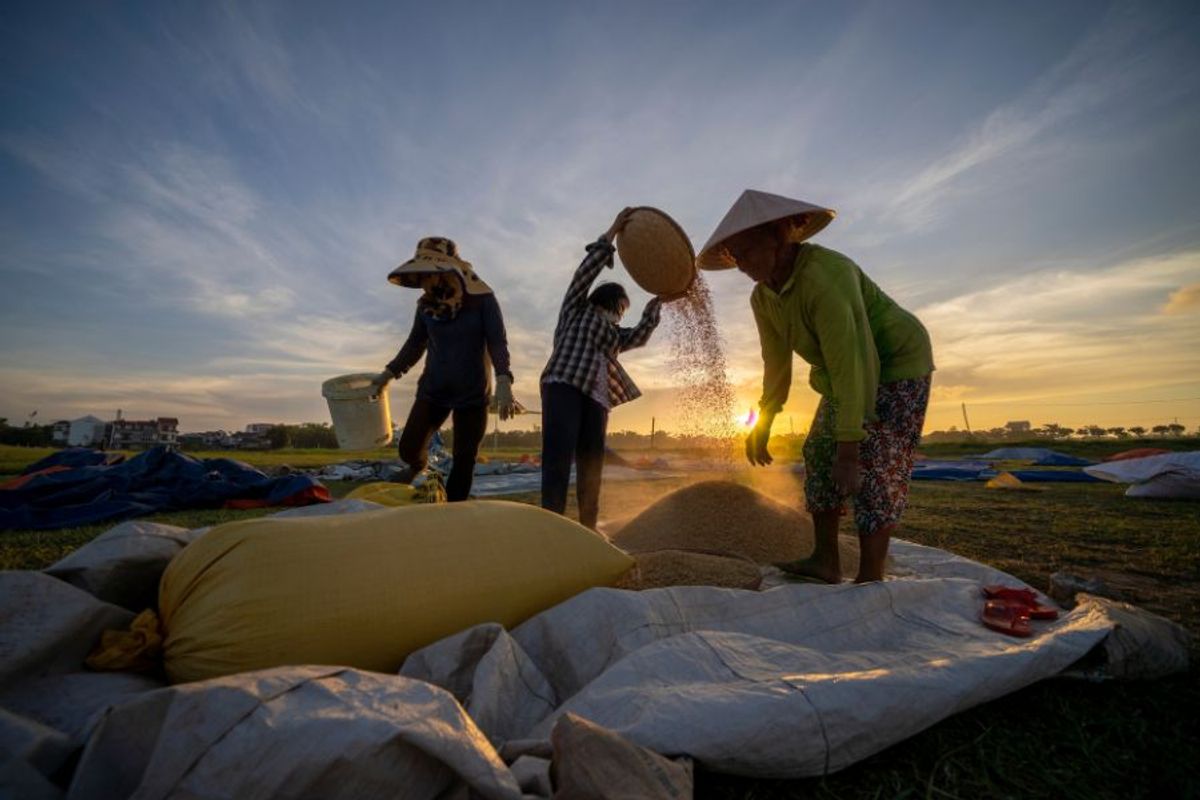 Vì sao nên chọn gạo Sóc Thái cho bữa cơm gia đình?