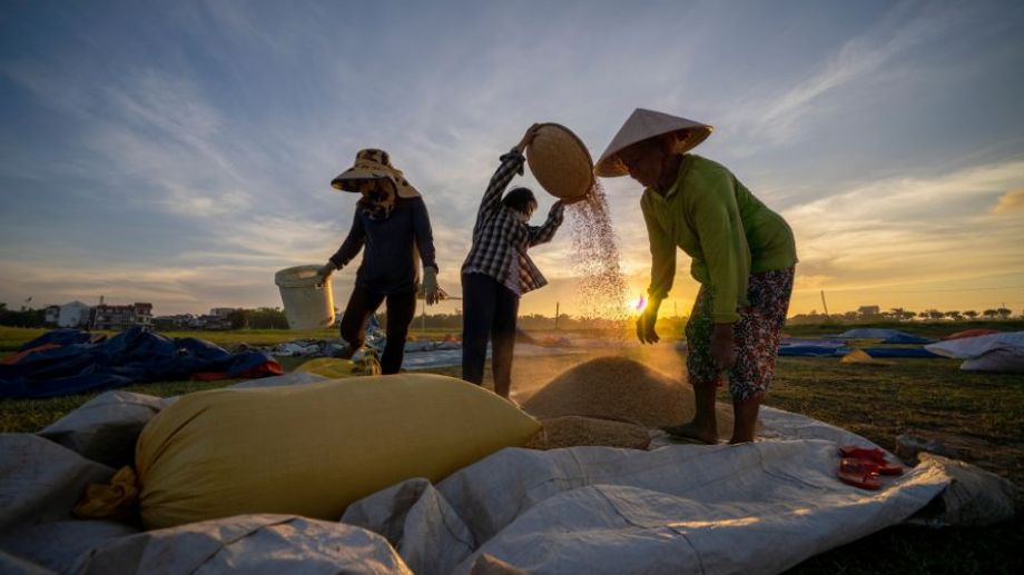 Gạo Sóc Thái – Đặc Sản Gạo Thơm Ngon Từ Thái Lan