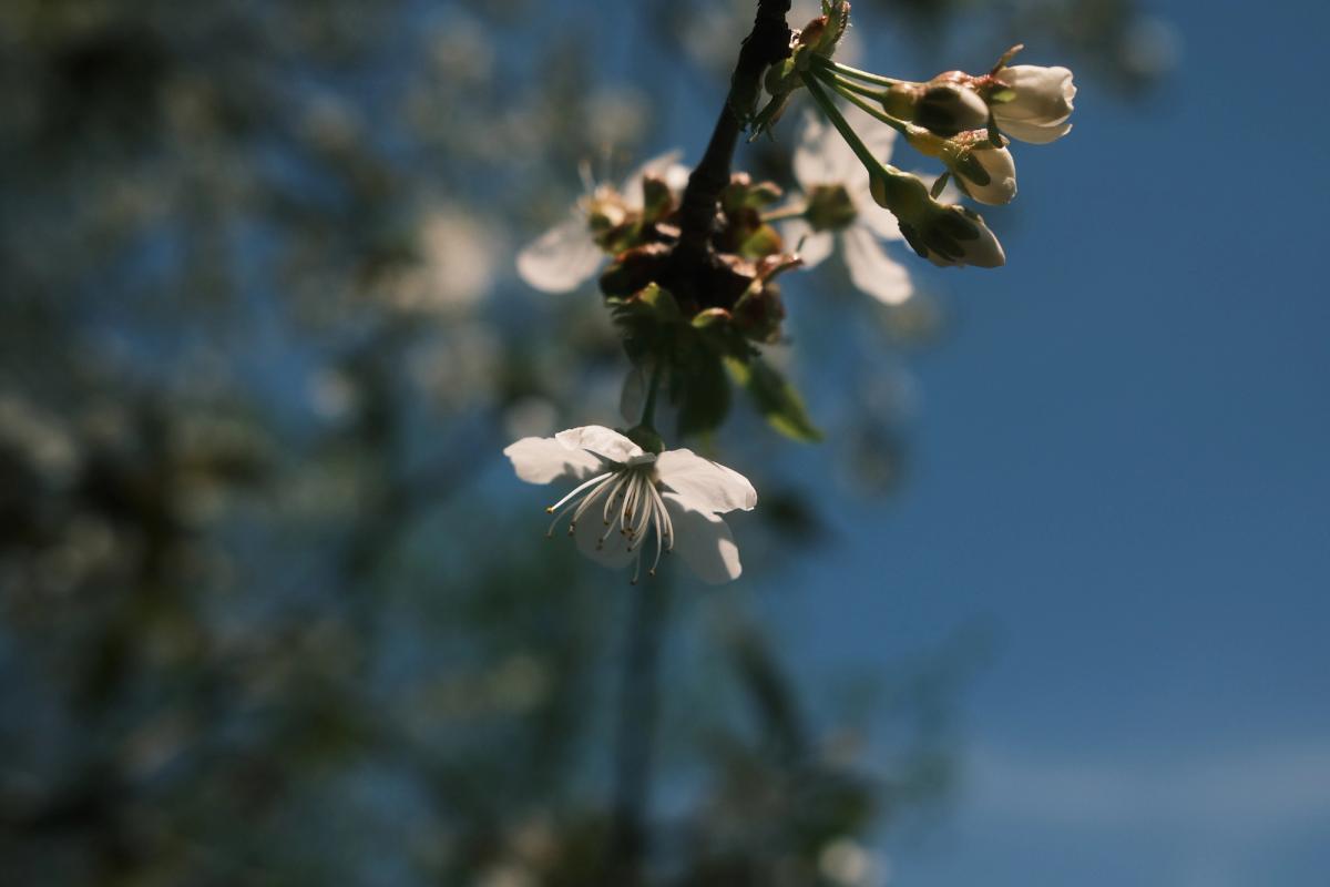 maybe these are the plum blossoms?
