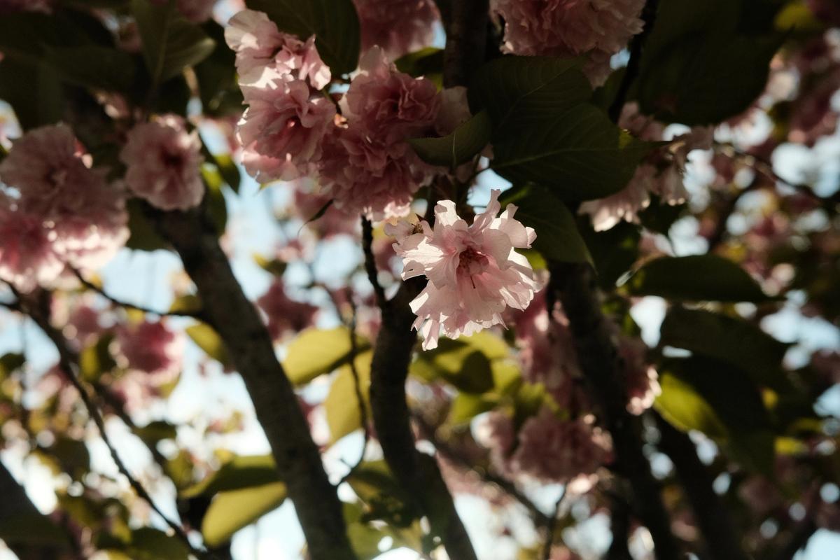 plum blossoms filter light