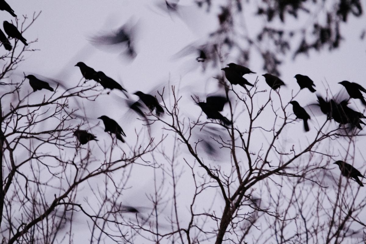 crows roost in a tree at dusk