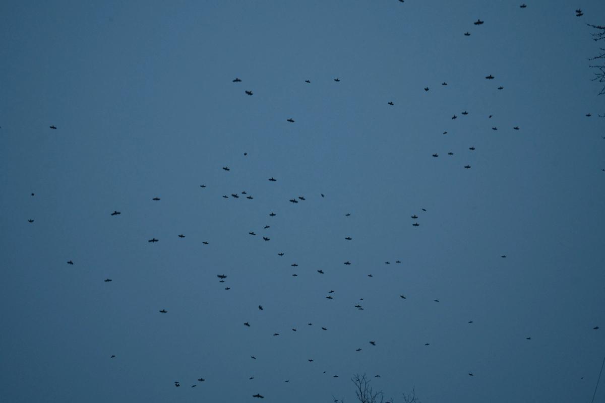 Night comes, I rise startled: wind from the latrine.