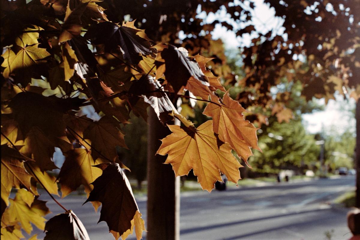 Maple leaves turning