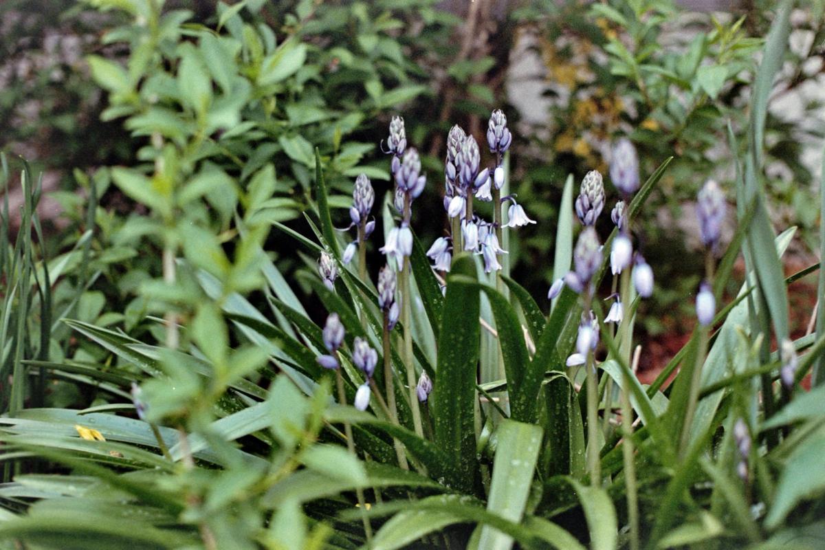 bluebells ring for who