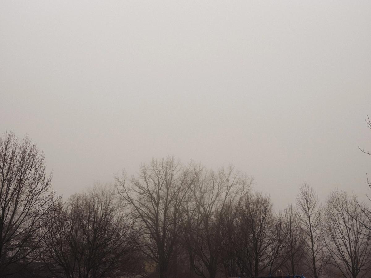 tree tops in the fog